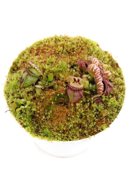 Cephalotus follicularis  "Phil Mann"