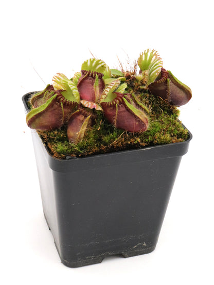 Cephalotus follicularis "Very Dark Form" Clone 21