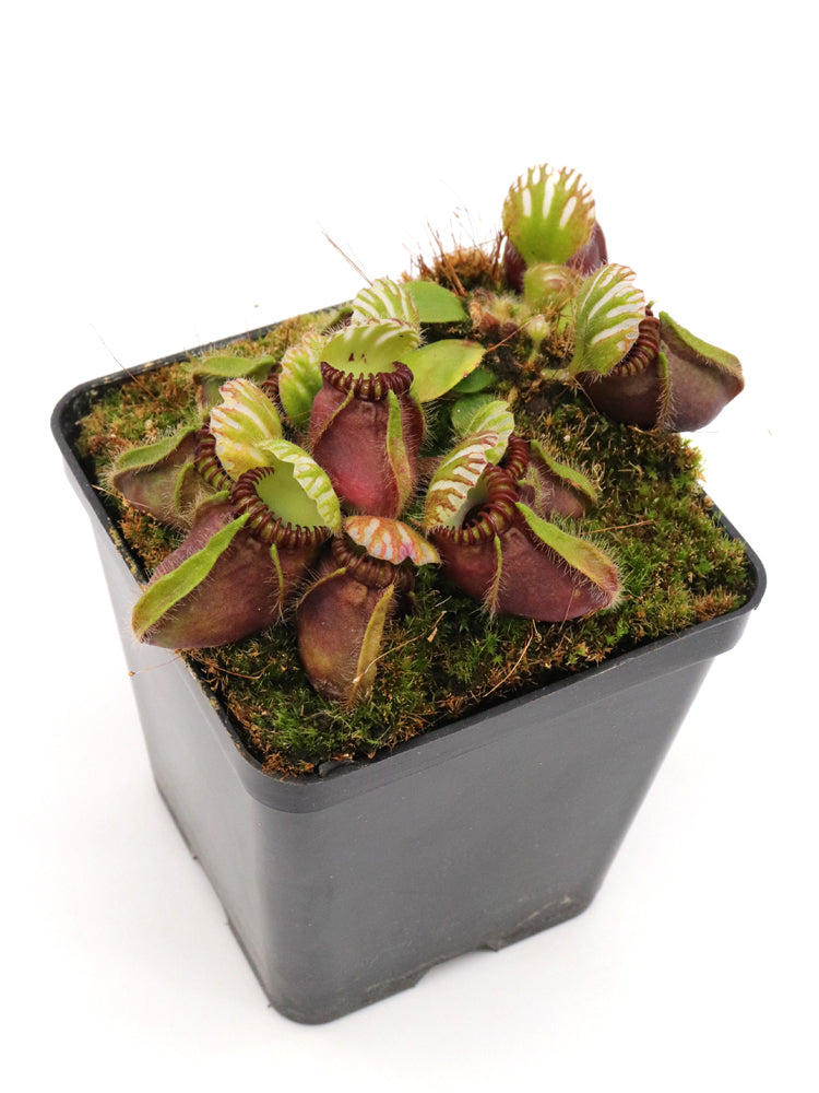 Cephalotus follicularis "Very Dark Form" Clone 21
