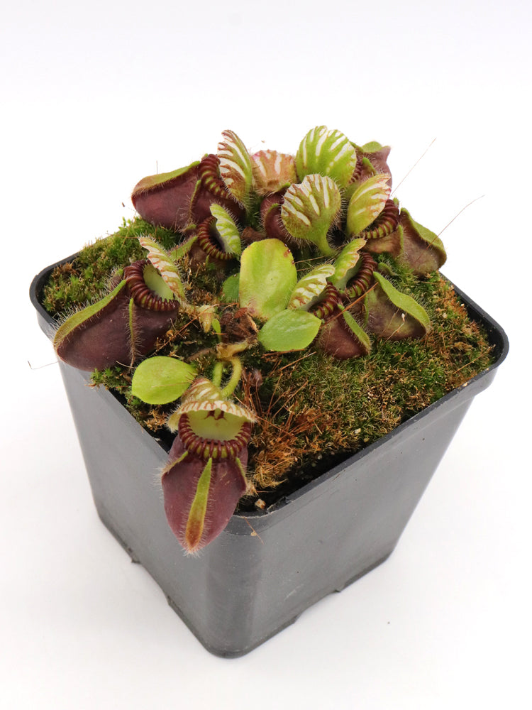 Cephalotus follicularis "Very Dark Form" Clone 21