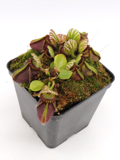 Cephalotus follicularis "Very Dark Form" Clone 21