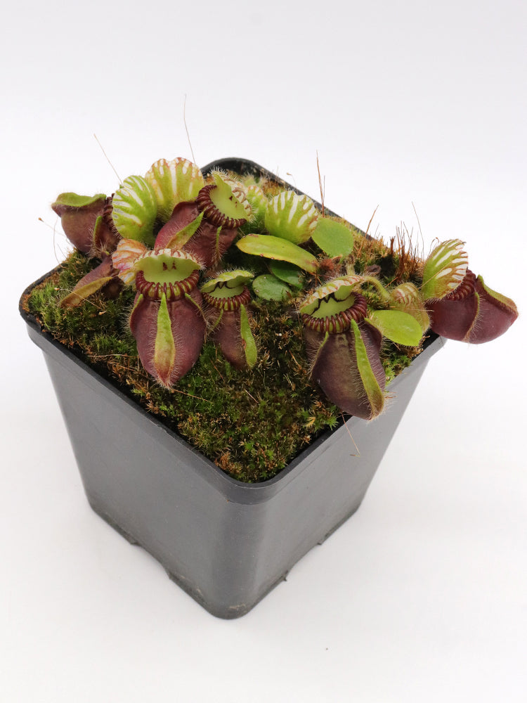 Cephalotus follicularis "Very Dark Form" Clone 21