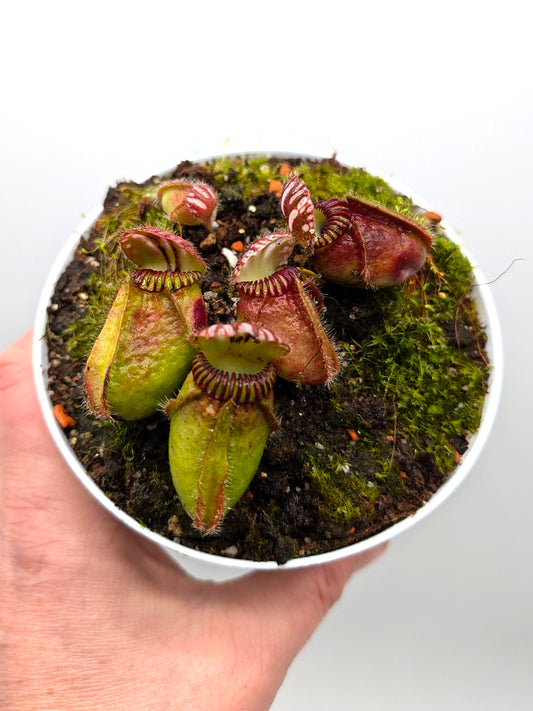 ASTA 2 : Cephalotus follicularis "Wilhelma"