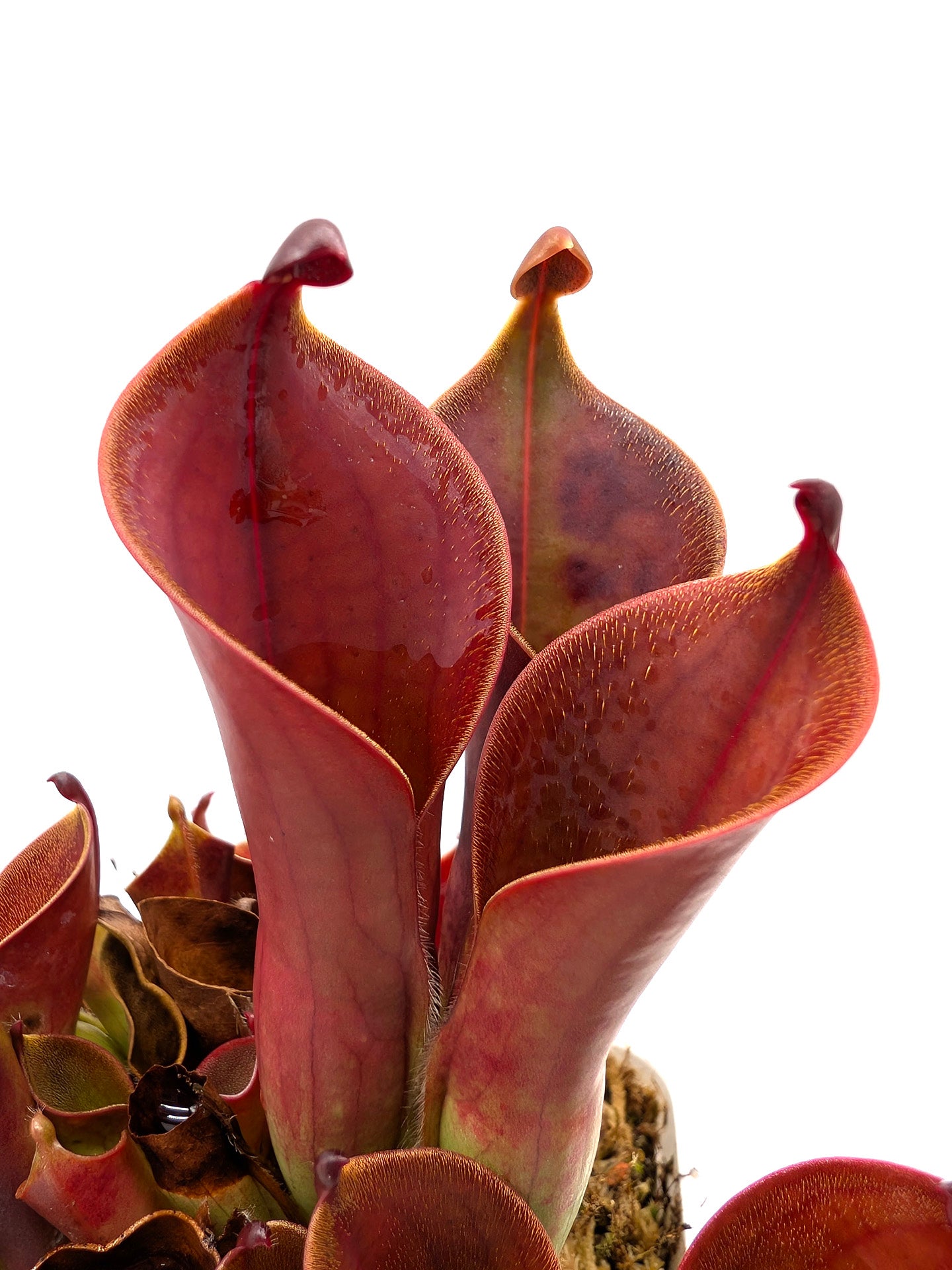 Heliamphora ceracea x hispida Cerro Neblina