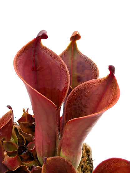 Heliamphora ceracea x hispida Cerro Neblina