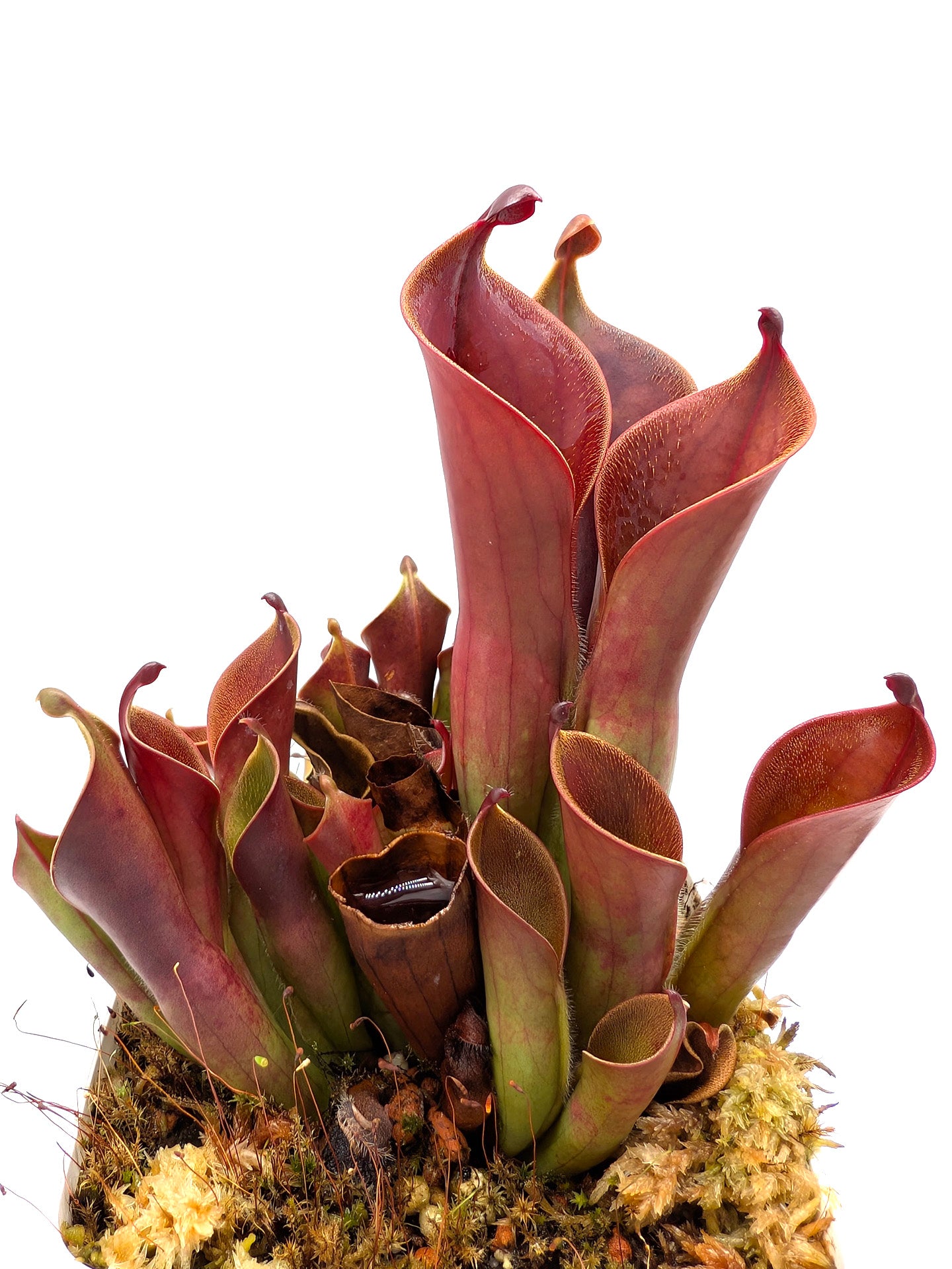 Heliamphora ceracea x hispida Cerro Neblina