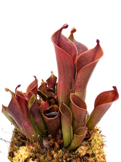 Heliamphora ceracea x hispida Cerro Neblina
