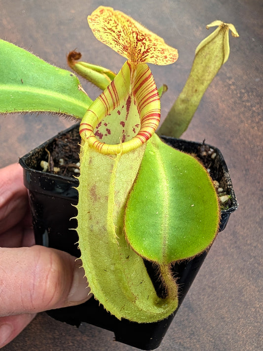 Nepenthes chaniana x veitchii BE-3137