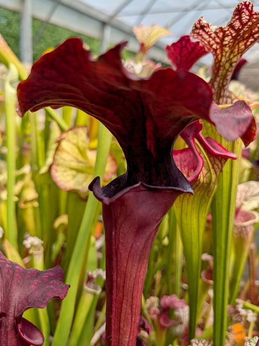 Sarracenia 'Chaos'