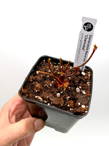 ASTA 12: Sarracenia flava var. rubricorpora "Chernobyl" Open Pitchers Medium Size