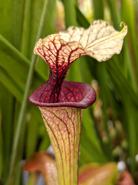 Sarracenia "Cherry Lips"