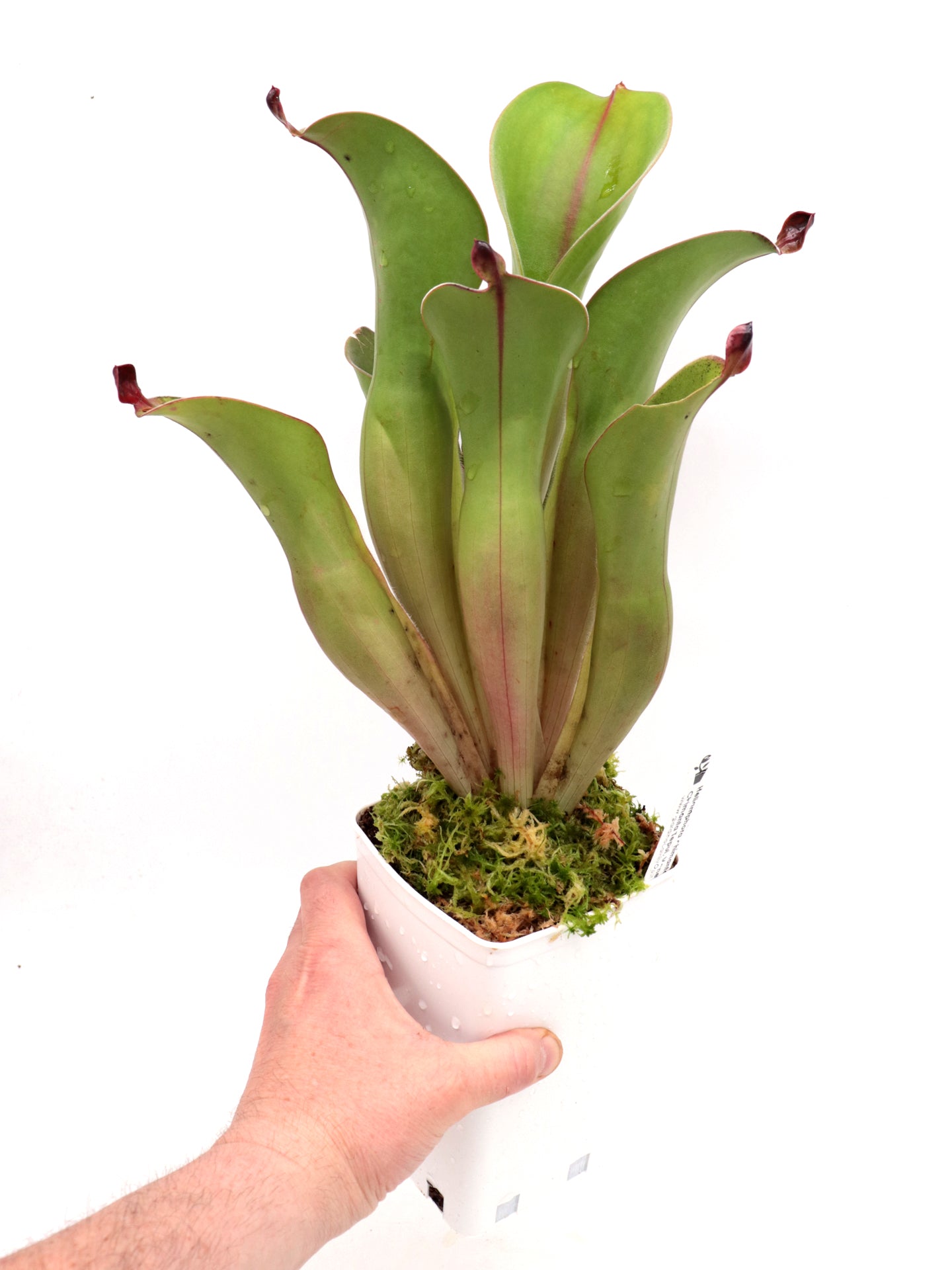 Heliamphora chimantensis  Chimanta, Venezuela