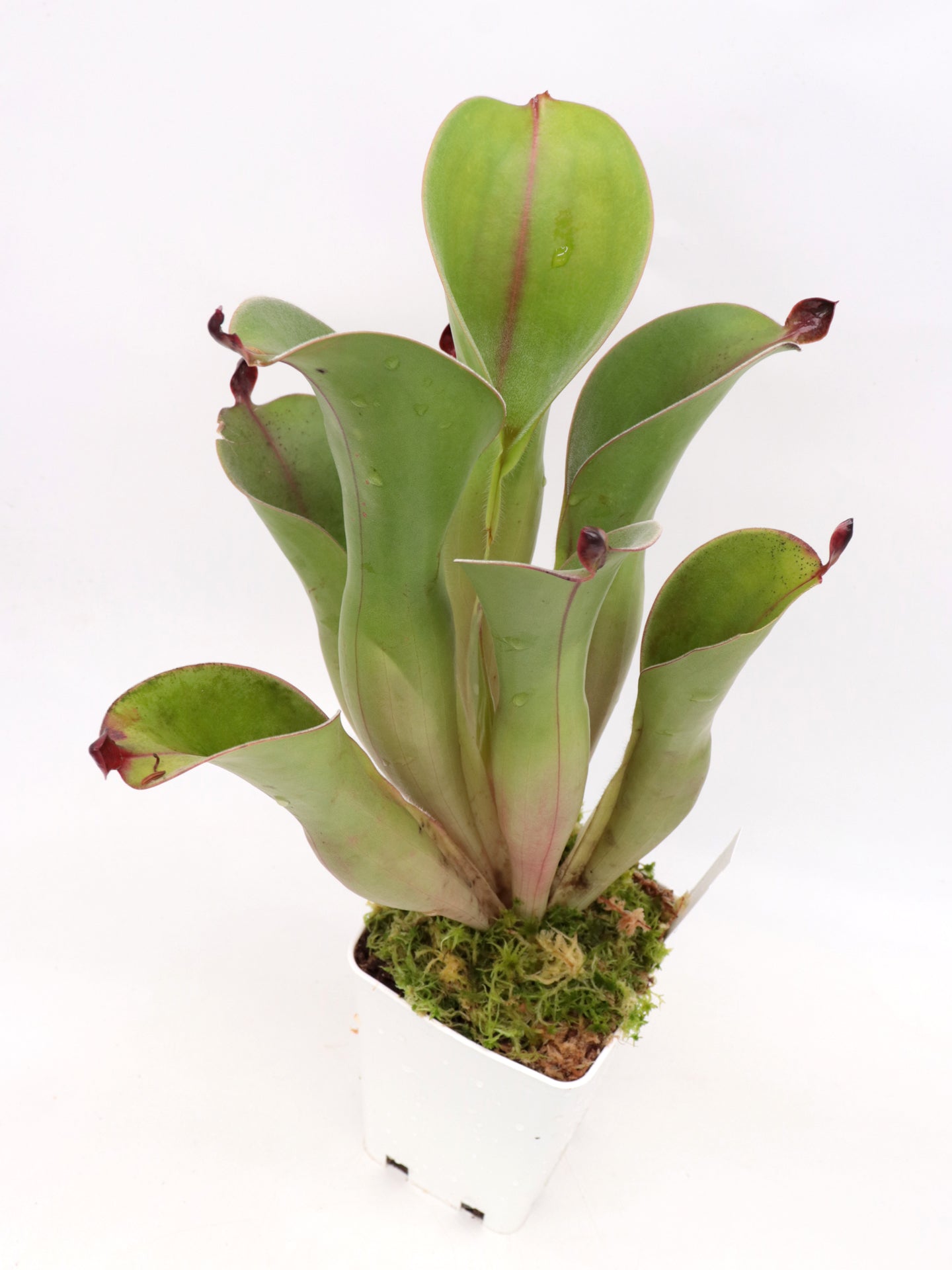 Heliamphora chimantensis  Chimanta, Venezuela
