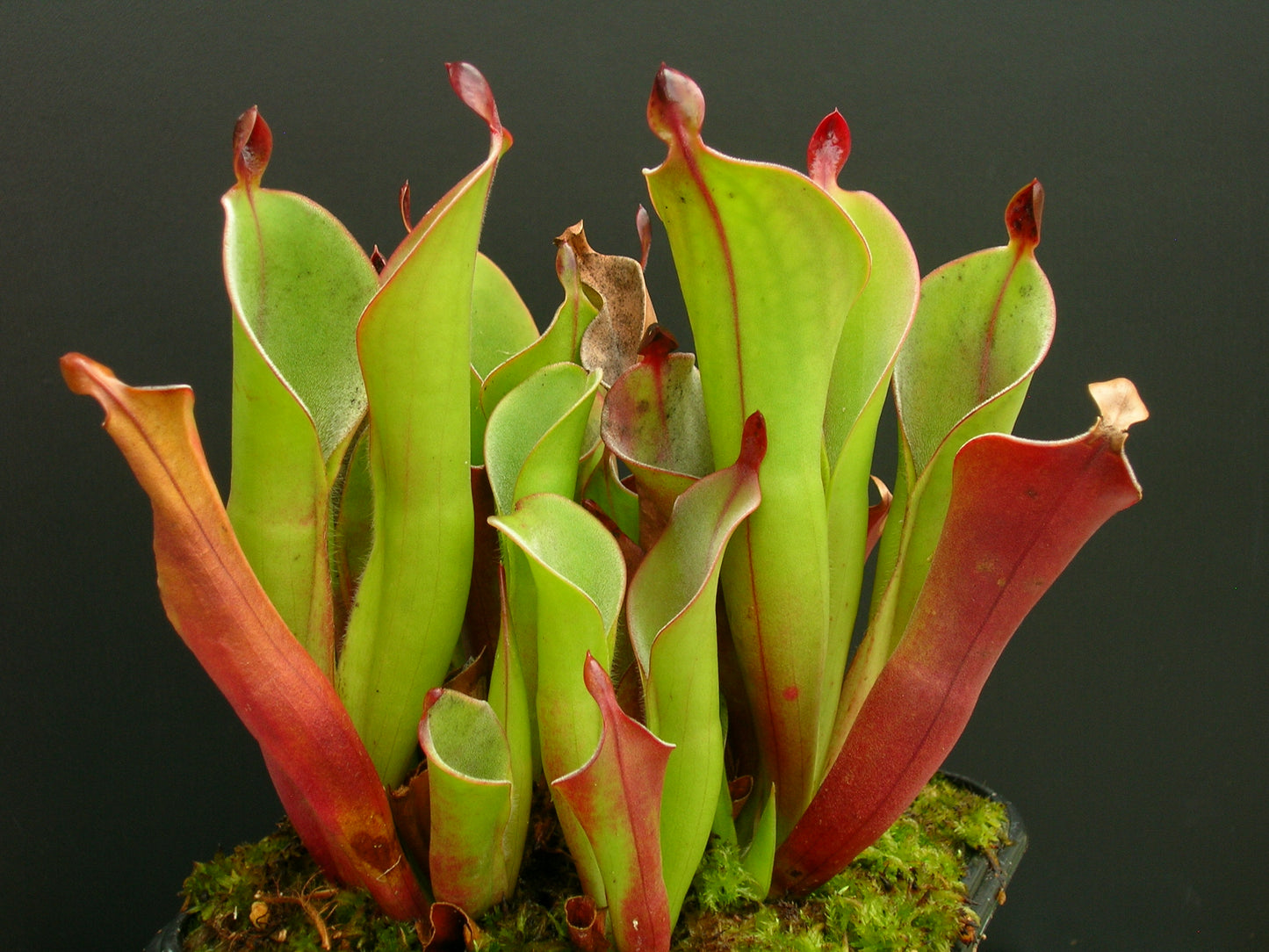 Heliamphora chimantensis  Chimanta, Venezuela