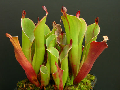 Heliamphora chimantensis  Chimanta, Venezuela