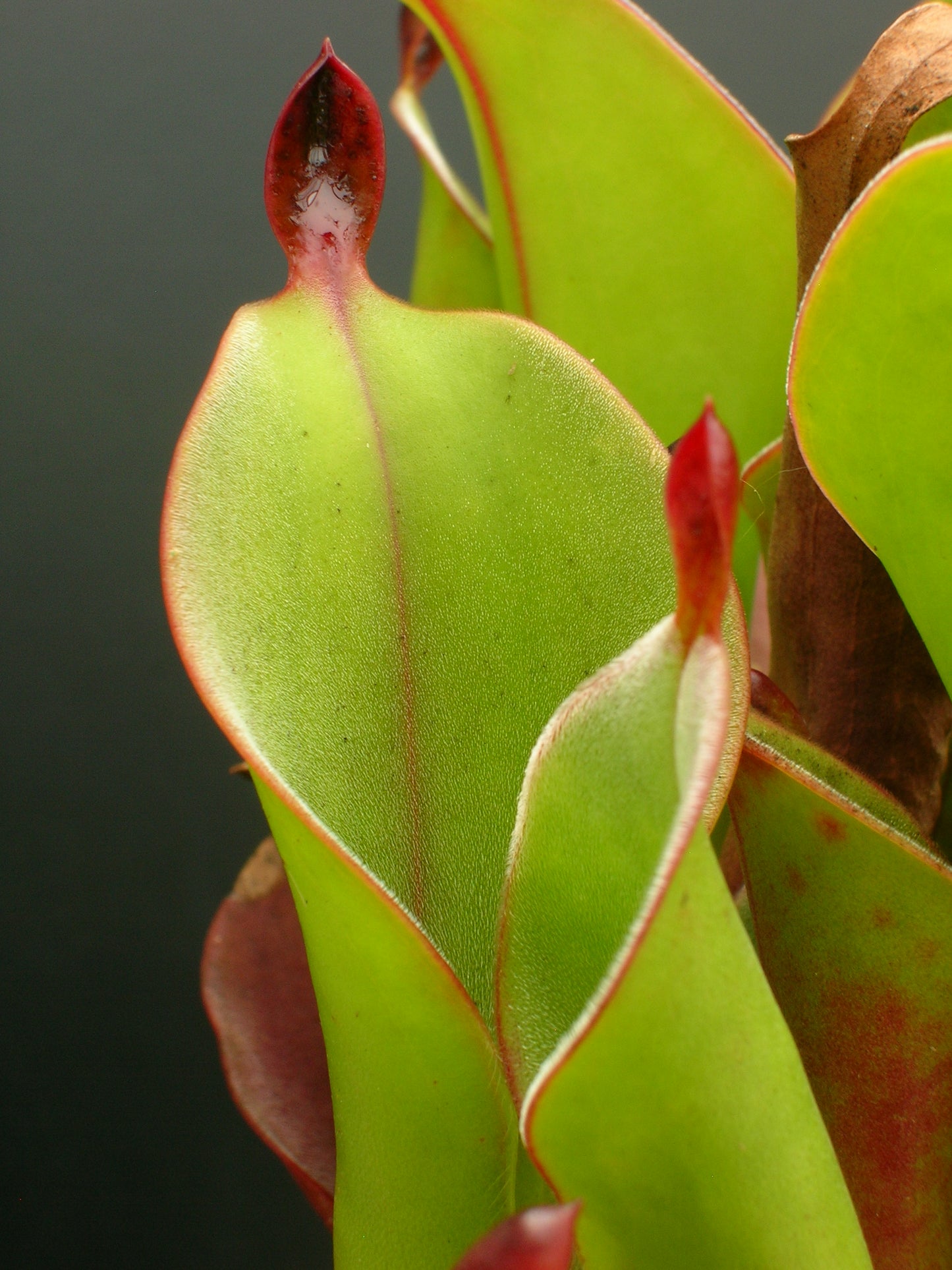 Heliamphora chimantensis  Chimanta, Venezuela