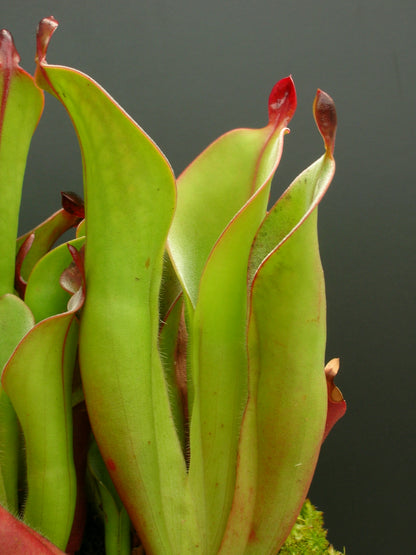 Heliamphora chimantensis  Chimanta, Venezuela