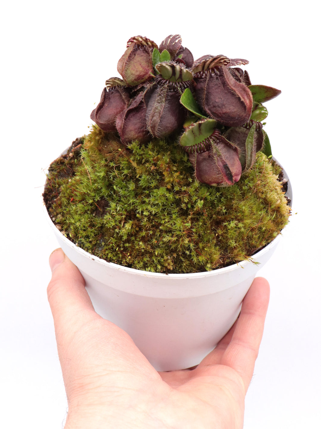 Plante Carnivore Cephalotus Follicularis - Pot 9cm - Piège à Insectes Rampants - Rareté