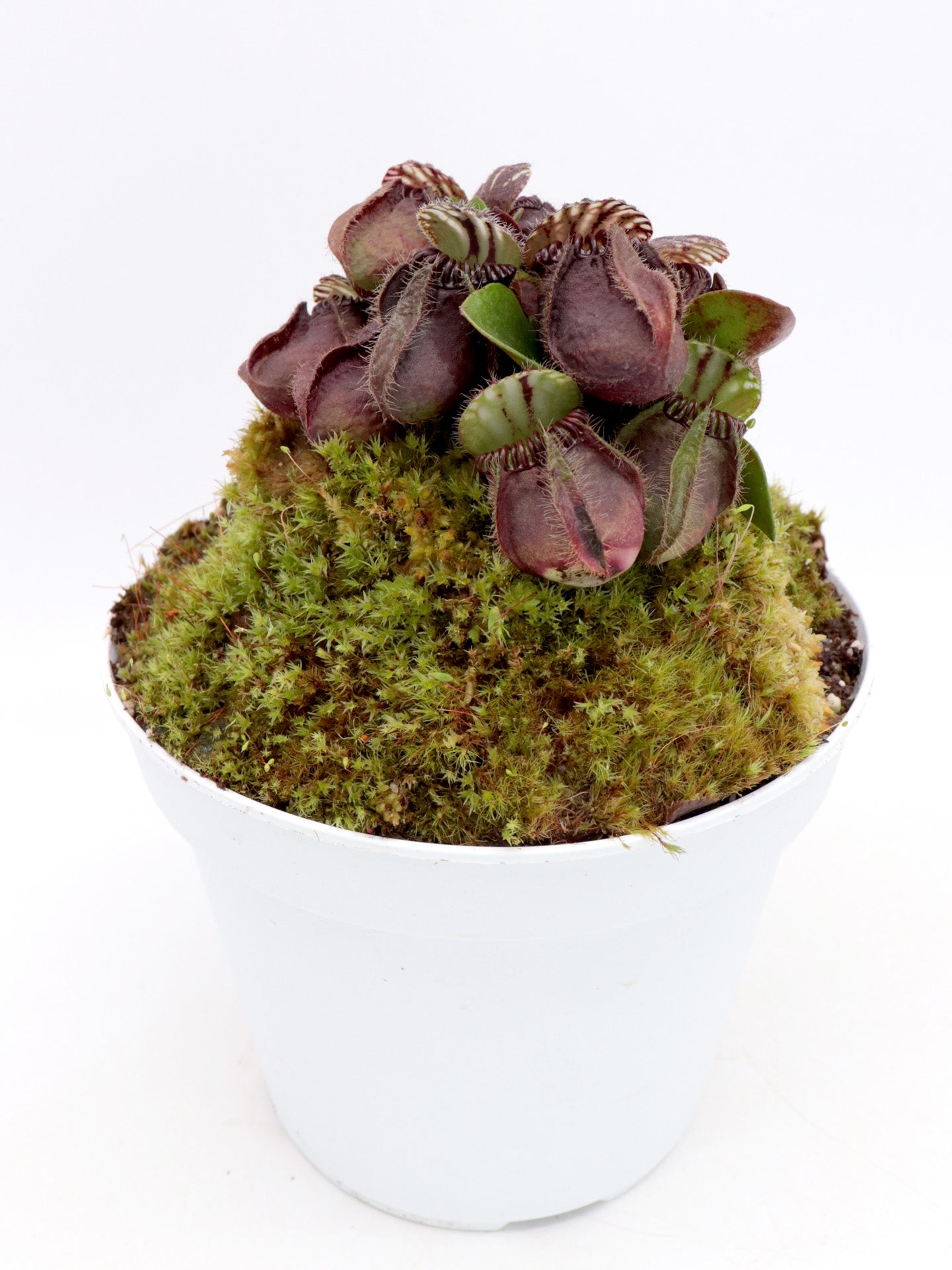 Cephalotus follicularis "China Lab"