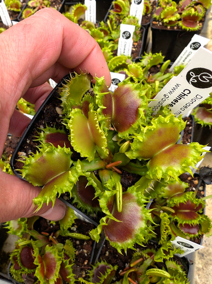 Dionaea muscipula Chinese Dumpling