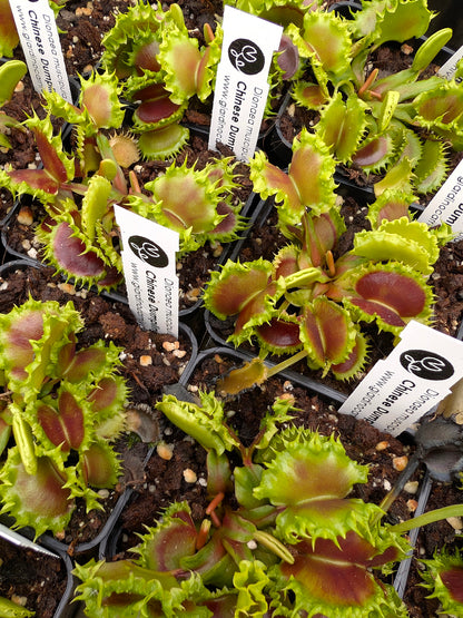 Dionaea muscipula Chinese Dumpling