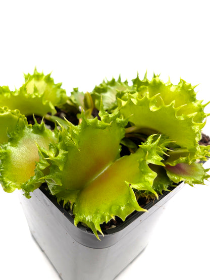 Dionaea muscipula Chinese Dumpling