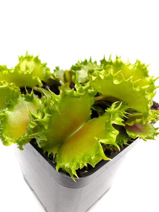 Dionaea muscipula Chinese Dumpling
