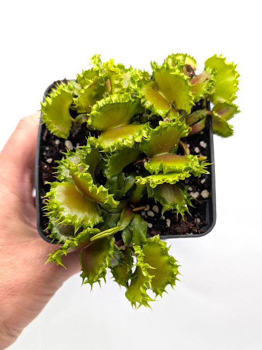 Dionaea muscipula Chinese Dumpling