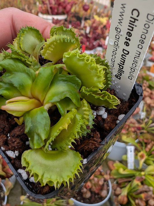 Dionaea muscipula Chinese Dumpling
