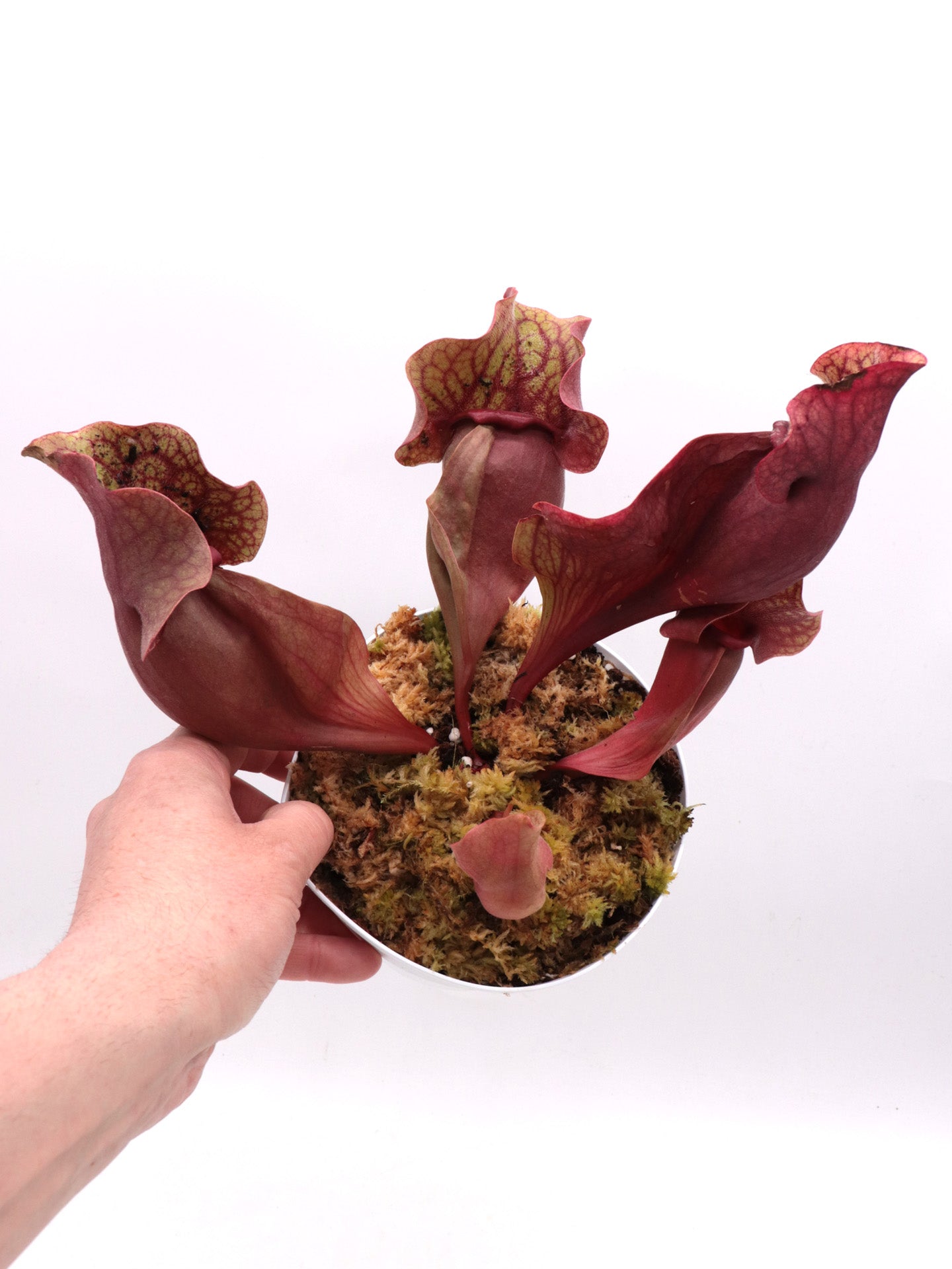 Sarracenia rosea "Chipola Giant"