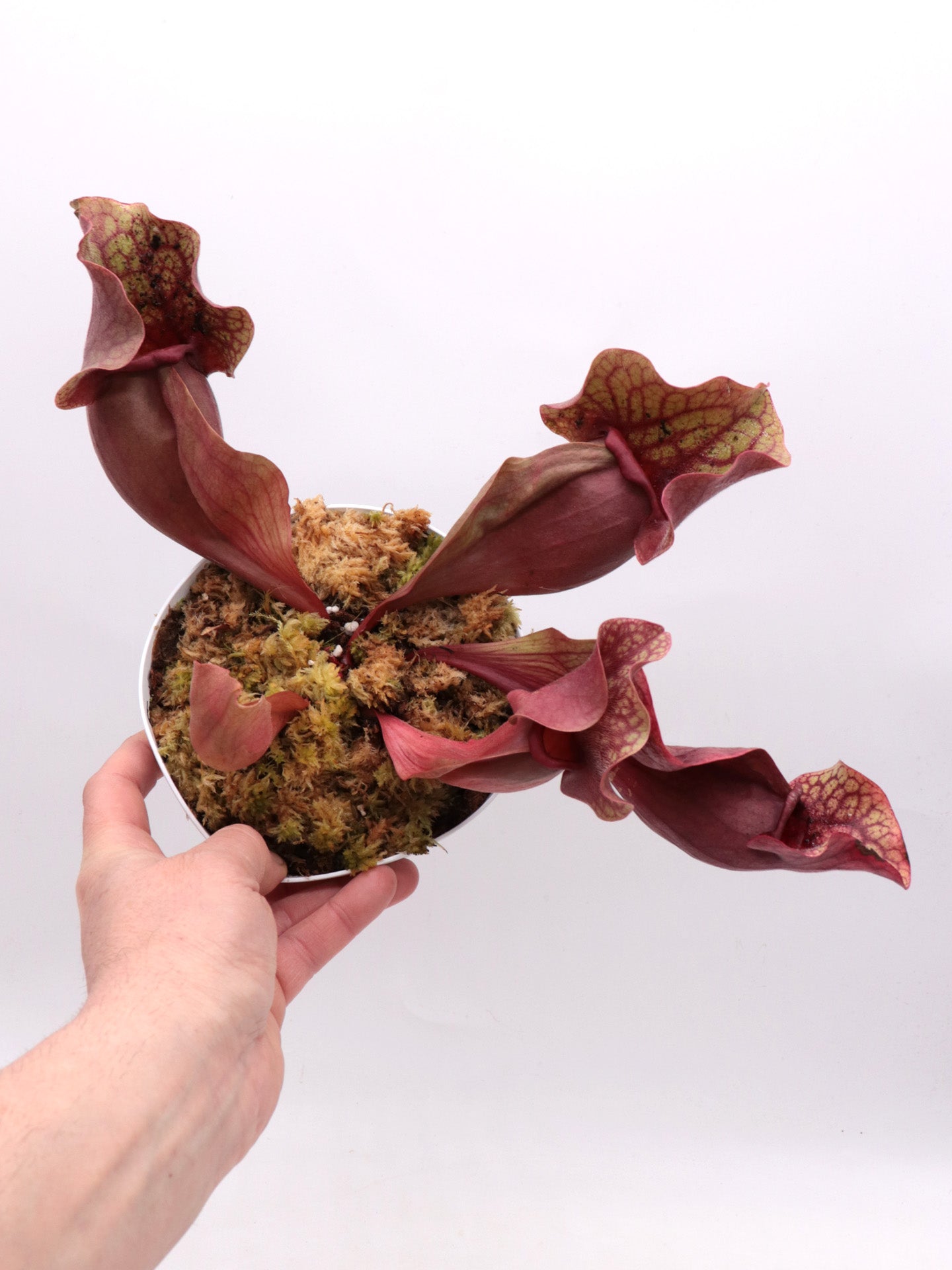 Sarracenia rosea "Chipola Giant"