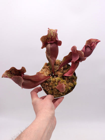 Sarracenia rosea "Chipola Giant"
