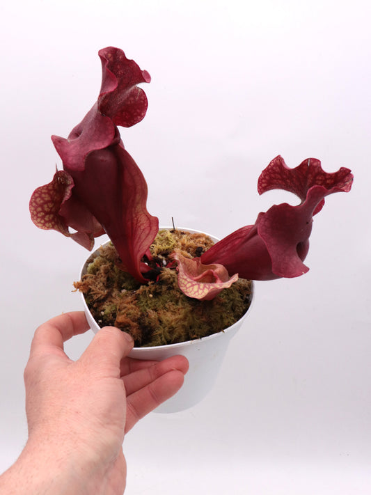 Sarracenia rosea "Chipola Giant"