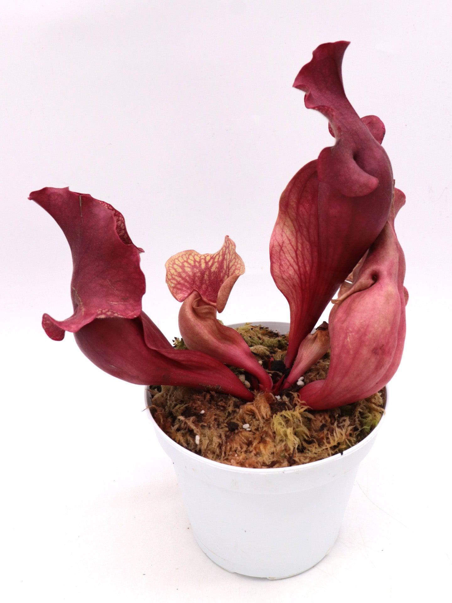 Sarracenia rosea "Chipola Giant"