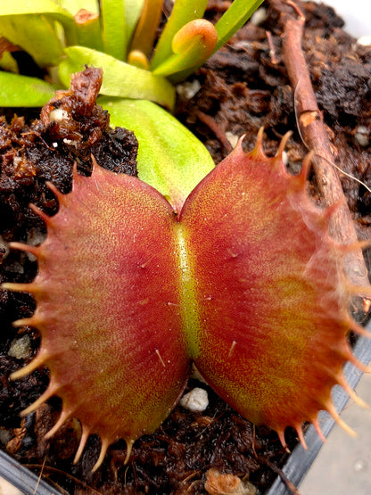 Dionaea muscipula CK Equinox