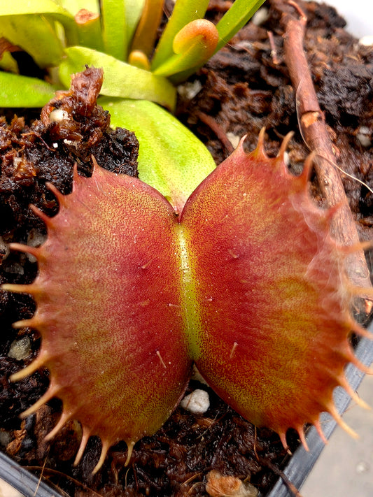 Dionaea muscipula CK Equinox