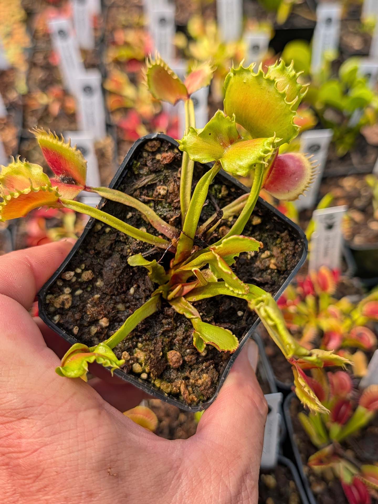 Dionaea muscipula CK Meltdown