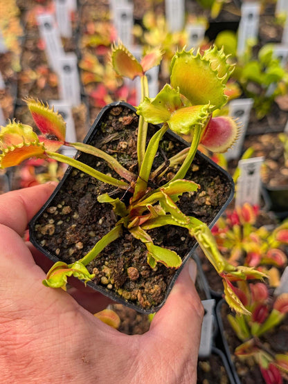 Dionaea muscipula CK Meltdown