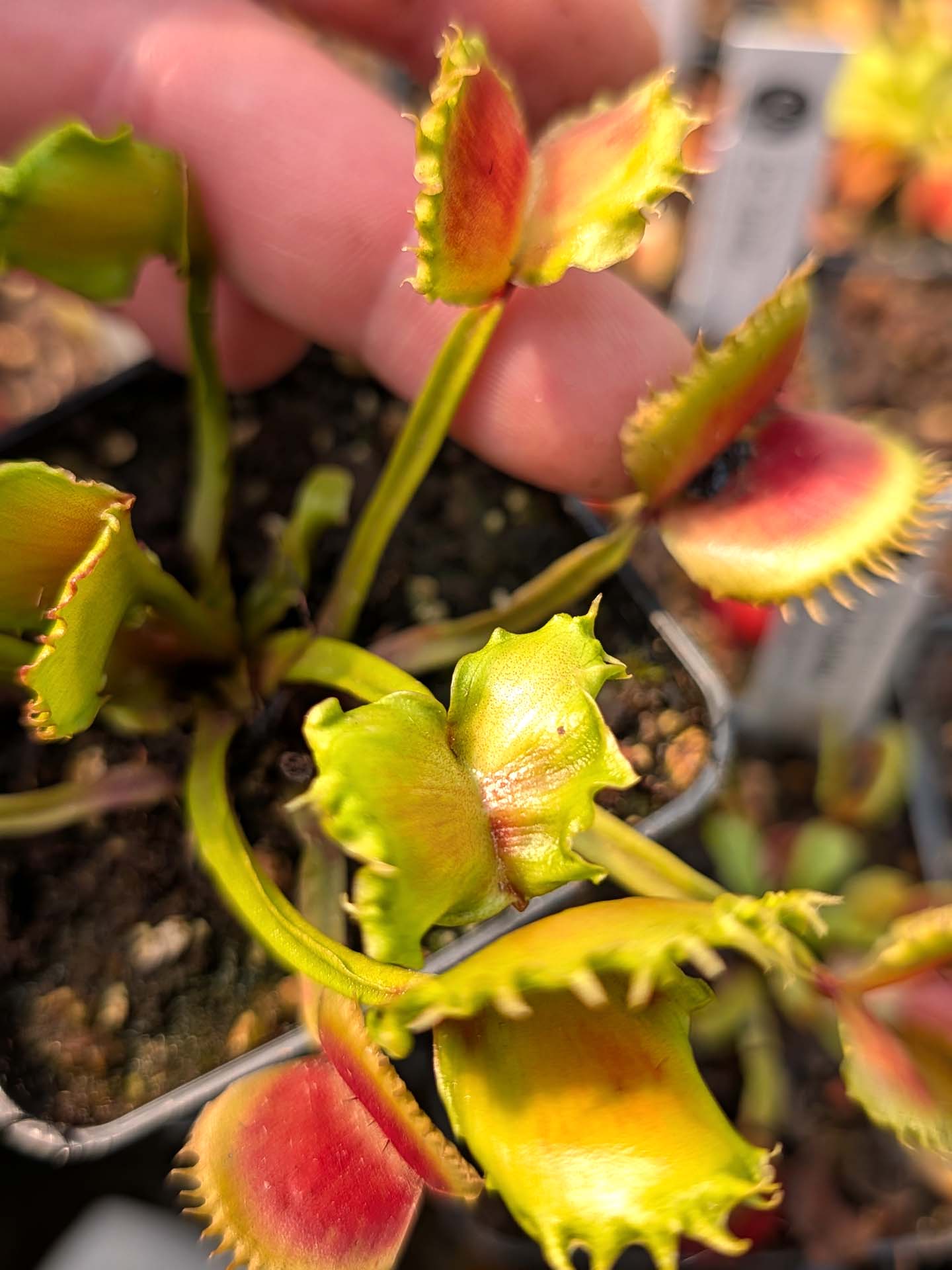 Dionaea muscipula CK Meltdown