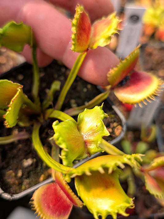 Dionaea muscipula CK Meltdown