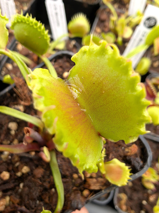 Dionaea muscipula CK Meltdown