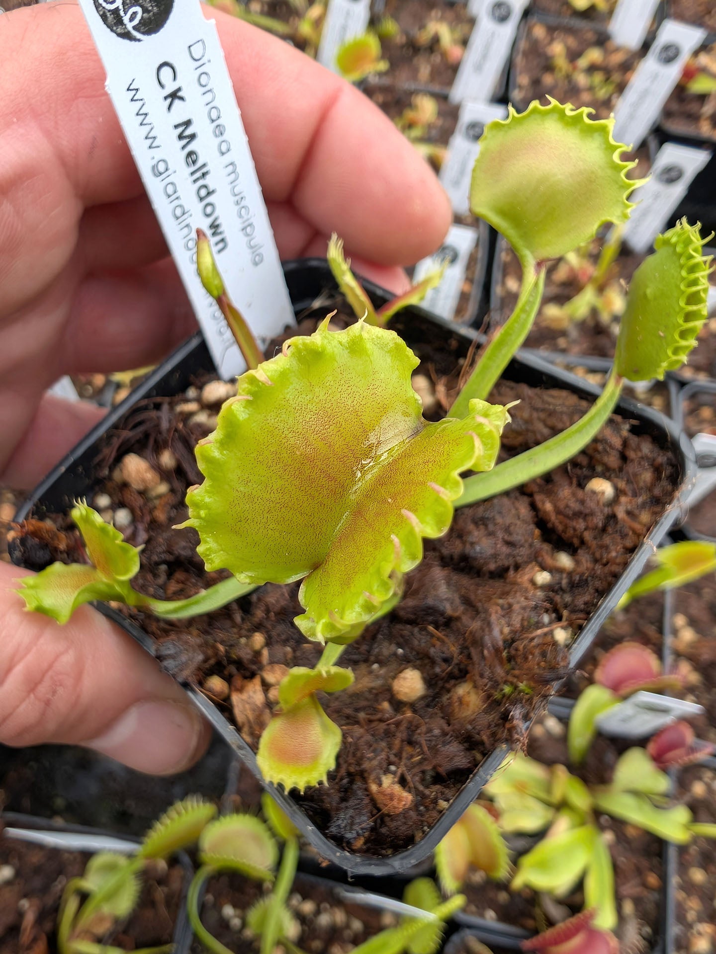 Dionaea muscipula CK Meltdown