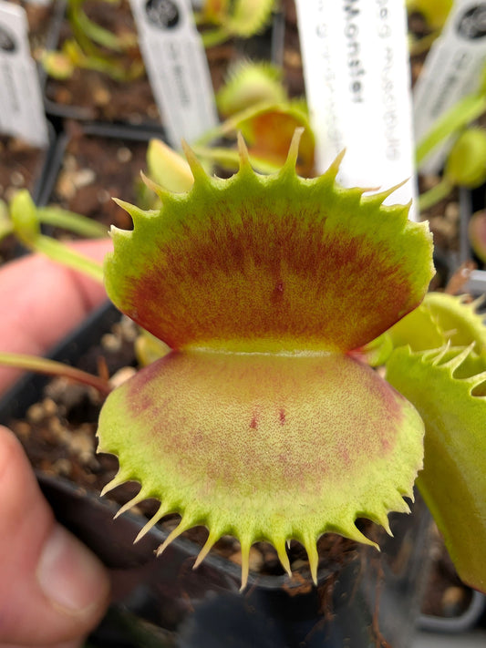 Dionaea muscipula CK Monster