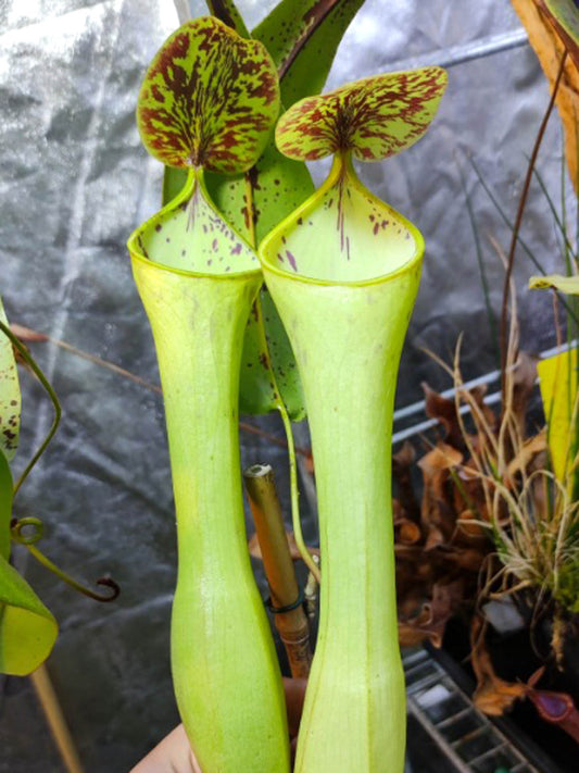 Nepenthes clipeata x reinwardtiana Wild Hybrid Mt. Kelam
