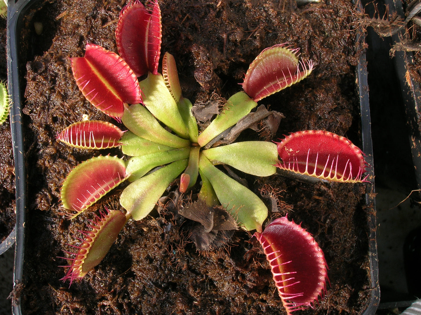 Dionaea muscipula „Clump“ Svarc