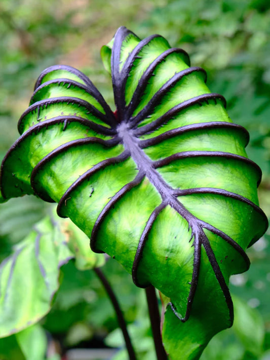 Colocasia esculenta ‘Pharaoh’s Mask’