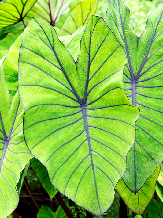Colocasia esculenta 'Blue Hawaii'
