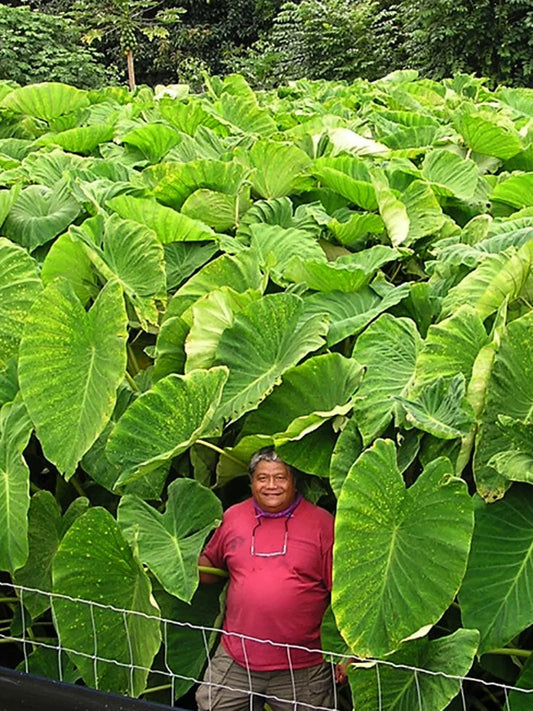 Colocasia esculenta 'Jumbo Taro'