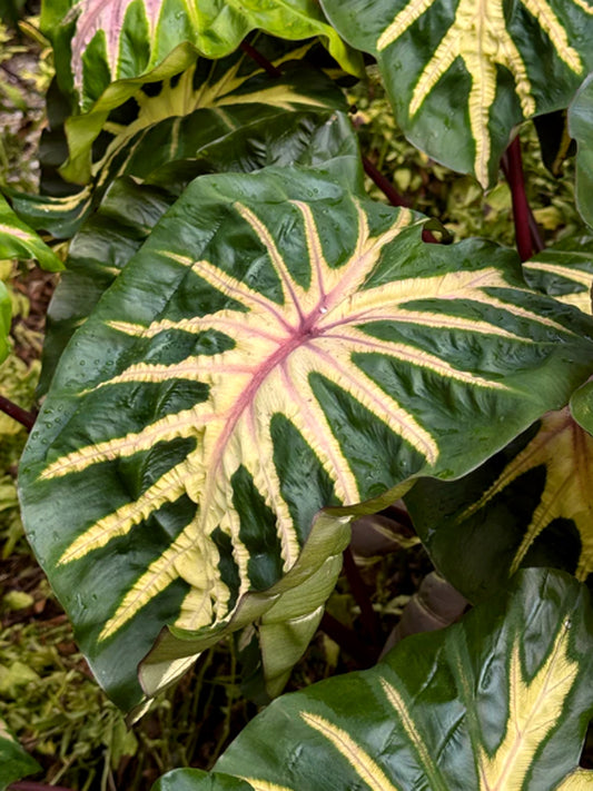 Colocasia esculenta 'Waikiki'