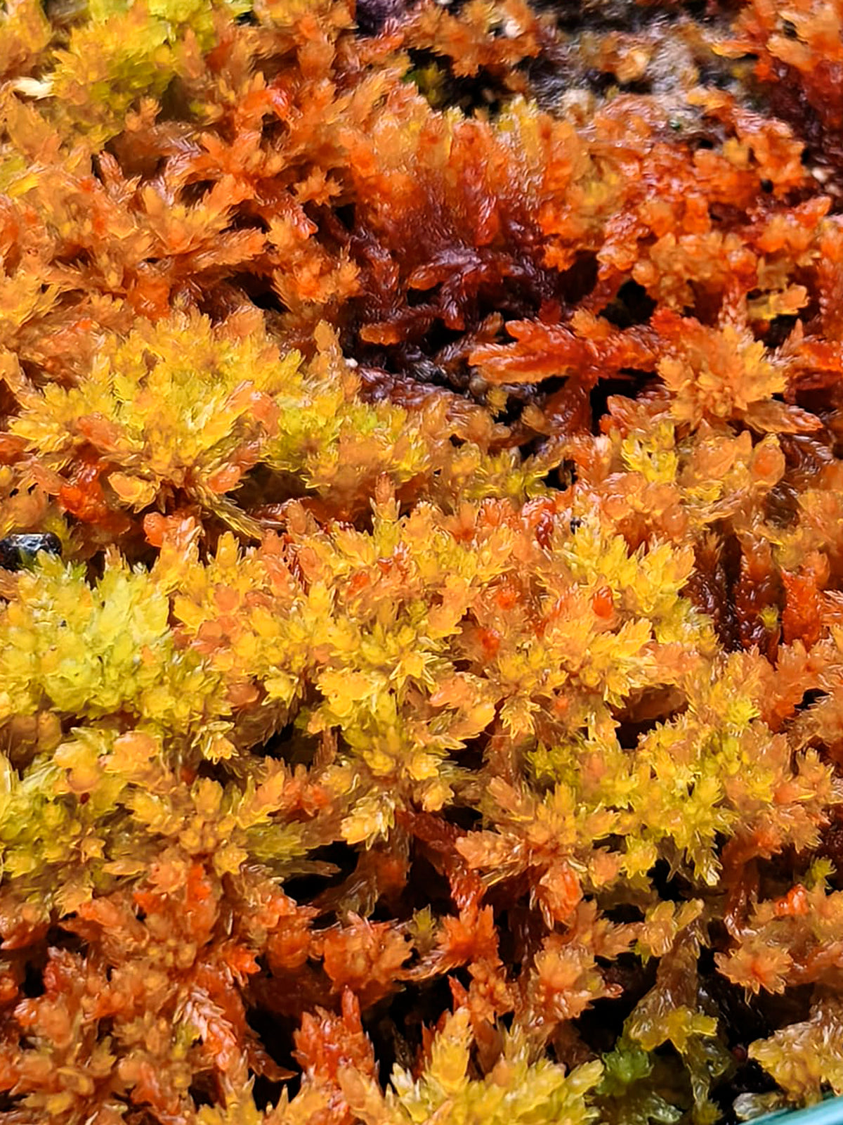 Live sphagnum: Sphagnum compactum "Red"
